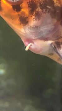 2ヶ月前にボックス病になった金魚を塩浴して とりあえず体のイボが無くなった Yahoo 知恵袋