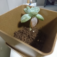 多肉植物を育てていますが 1枚ずつ色が悪くなり しぼんでしまって葉が落 Yahoo 知恵袋