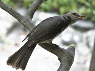 今朝庭にきたつがいの鳥です 名前を教えてください ヒヨドリですよ Yahoo 知恵袋