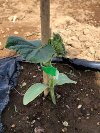 キュウリ栽培初心者です 北海道の町で貸し出している畑で Yahoo 知恵袋