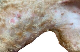 愛犬の体にとびひの様な赤い斑点がいくつも出来ていて 痒がるの Yahoo 知恵袋