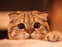 短期大学の全国の偏差値表はありますか 保育士を目指してるんですが Yahoo 知恵袋