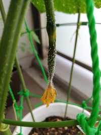 画像のとおりプランターできゅうりを育てていますが うまく育ちません 水 Yahoo 知恵袋