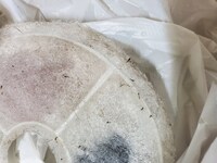 この虫 幼虫 は一体何ですか 猫の給水器のフィルターにくっ Yahoo 知恵袋