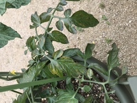 バジルが中々大きくなりません また 茎が曲がってしまいます これは何故な Yahoo 知恵袋