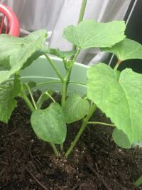 オクラの苗を初めてプランターに植えました 3本茎があり Yahoo 知恵袋