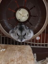 ハムスターが写真のような 寝方をするのですが これって Yahoo 知恵袋