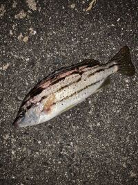この魚なんて言いますか シマイサキですグーグー鳴く魚で Yahoo 知恵袋