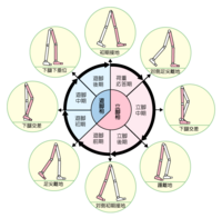 歩行周期の中に下腿下垂位というのがよく出てきますが下腿下垂位って具体的 Yahoo 知恵袋