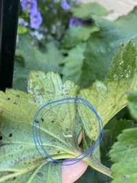 秋明菊の葉裏にこのような幼虫が付いていました この幼虫は な Yahoo 知恵袋