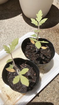 種からのトマト苗が黄色い トマトを種から育てていますが全体的 Yahoo 知恵袋