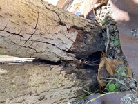 金木犀の木の根元の樹皮めくれについて教えてください 庭に 金木犀の木が Yahoo 知恵袋