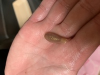 居酒屋のホッキ貝にこんなものが入ってたんですが これってなんですか ヒ Yahoo 知恵袋