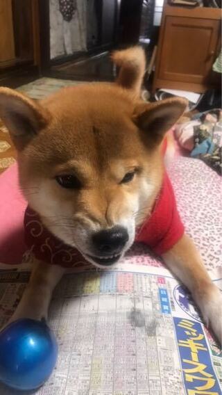 うちの柴犬のサブちゃんに寝てる時に足の指を噛みつかれて頭にき Yahoo 知恵袋