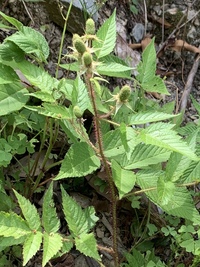 このトゲのある雑草の名前を教えてください 幹の部分にトゲがあるのが特徴で根っこ Yahoo 知恵袋