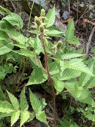 この植物は何でしょうか 茎には赤いトゲが沢山あり 葉にもトゲ Yahoo 知恵袋