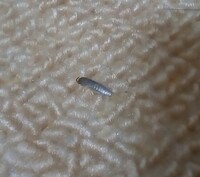 じゅうたんの上にへんな虫がいました なんという虫ですか 銀色の細長い平らな体をし 教えて 住まいの先生 Yahoo 不動産