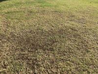 庭の芝生の事で質問なんですが 所々 青々と元気良く育っている Yahoo 知恵袋