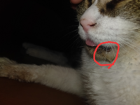 猫の目の縁が赤いです めをあけにくそうにしてました この前は 左で 今日は Yahoo 知恵袋