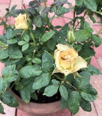 薔薇の枯れ方 先日 人から薔薇の花を頂きました 花瓶に入れていたのですが １週 Yahoo 知恵袋