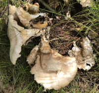 白樺の木の根本にこのようなキノコがありました なんというキノコの可能性 Yahoo 知恵袋