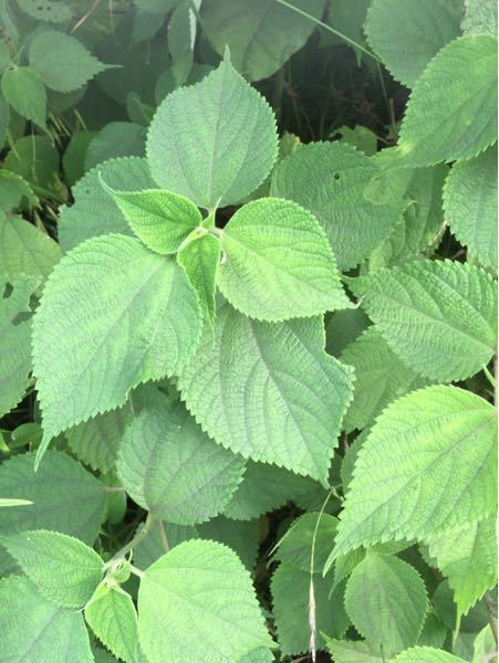 河原の土手に生えていたこの植物の名前は…？ - 葉っぱの裏は