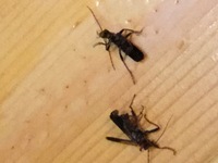 こんばんは 黒い蜂のような虫です この虫は何という種類でしょうか 人間 Yahoo 知恵袋