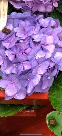 紫陽花の節目に卵のような塊が付いて 茎の芯を食べ尽くす幼虫の名前と対策を教えて Yahoo 知恵袋