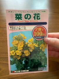 Daisoで購入した菜の花の種ですが これはスーパーの野菜売 Yahoo 知恵袋