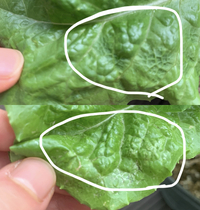 スズメダイのレシピを教えて下さい 骨は大きく硬いけど唐揚げにして南蛮 Yahoo 知恵袋