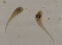 メダカの水槽にこんな生き物がいました なんでしょうか 有害でしょうかク Yahoo 知恵袋