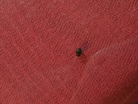 黒い丸い小さい虫 テントウムシみたいな甲羅が固いノロマな虫が大量発生 Yahoo 知恵袋