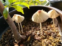 ご存知の方おられましたら教えてください 庭の花壇や植木鉢にきのこが生え Yahoo 知恵袋