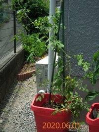 プランター栽培のミニトマトです 思っていた以上に成長が早くて 支柱の長 Yahoo 知恵袋