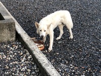 この犬の犬種はなんでしょうか 耳が大きいのがとても特徴的でと Yahoo 知恵袋