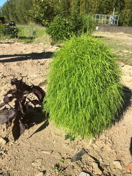 この植物の名前を教えて下さい コキアに 似ていますが 葉っぱがし Yahoo 知恵袋