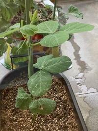 初めて枝豆を植えました 3日ほど前から葉に穴が開いて変な柄が Yahoo 知恵袋