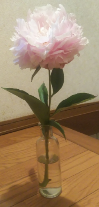 ヤマシャクヤクの花が咲きました 春に買った苗から今日花が咲 Yahoo 知恵袋