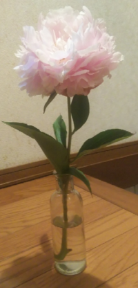 芍薬が好きで切り花をよく買うのですが 開かないうちに萎れてしまうことがよ Yahoo 知恵袋