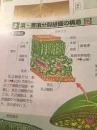 生物基礎木部と道管 師部と師管の違いってあるのでしょうか 木部は Yahoo 知恵袋