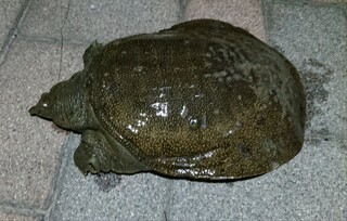 この生き物は何 すっぽん 荒川 戸田橋付近で夜釣りでさきほど釣れました Yahoo 知恵袋