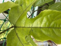 1つのプランターでパッションフルーツ2株を育てています 2日くらい前か Yahoo 知恵袋