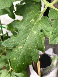 ベランダ菜園でのコバエ対策と木酢液散布についてベランダでトマト等の数種類の野菜 Yahoo 知恵袋