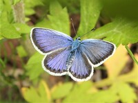 このシジミチョウの名前 種類 を教えて下さい長野県の高原です Yahoo 知恵袋