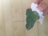 アイビーの葉が所々変色してきているのですが 何が原因なのでしょうか また対処 Yahoo 知恵袋