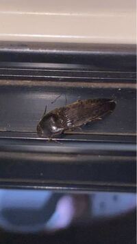 菊に付着する虫についての質問 どなたかよろしくお願いします 鉢植えの菊の幹に Yahoo 知恵袋