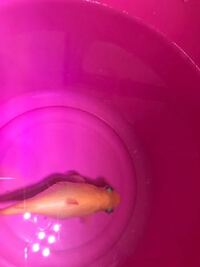 金魚がエアレーションのところに集まって 泡に揉まれて浮かんでは交代して順番に Yahoo 知恵袋