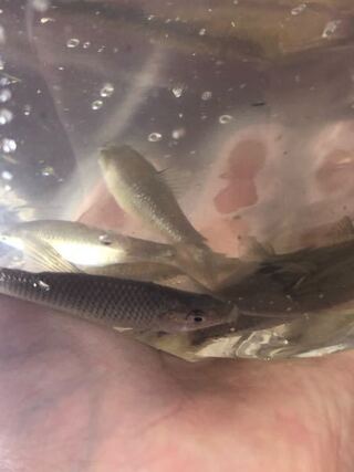 この魚の名前を教えてください ドブ川でペットボトルの罠 Yahoo 知恵袋
