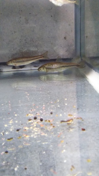 北海道札幌市で採ったこの魚の名前を教えていただけないでしょう Yahoo 知恵袋