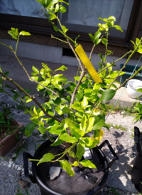 ハモグリバエのタマゴについて 初めてヘチマを育てています 葉っぱ Yahoo 知恵袋